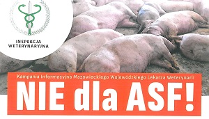 ASF, czyli afrykański pomór świń. Na obrazku animowana świnka na szarym tle.